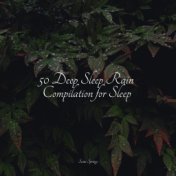 50 Deep Sleep Rain Compilation for Sleep