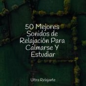 50 Mejores Sonidos de Relajación Para Calmarse Y Estudiar