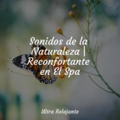 Sonidos de la Naturaleza | Reconfortante en El Spa