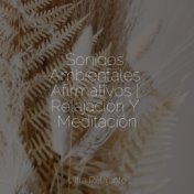 Sonidos Ambientales Afirmativos | Relajación Y Meditación