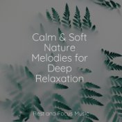Calm & Soft Nature Melodies for Deep Relaxation