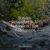 Sonidos Relajantes de la Naturaleza | Spa Y Relajación