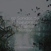 50 Sonidos de la Naturaleza Para Calmar Y Relajar