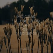 Melodías Calmantes de la Naturaleza | Spa Y Meditación
