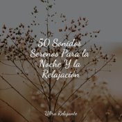 50 Sonidos Serenos Para la Noche Y la Relajación