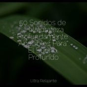 50 Sonidos de la Naturaleza Profundamente Apacibles Para El Sueño Profundo