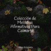 Colección de Melodías Afirmativas Para Calmarte