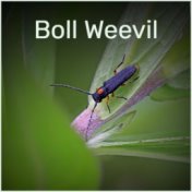 Boll Weevil