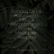 Sonidos De La Naturaleza | Música Reconfortante | Dormir | Meditación Relajarse
