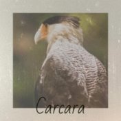 Carcara