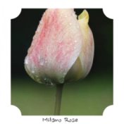 Milano Rose