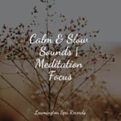 Calm & Slow Sounds | Meditation Focus