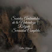 Sonidos Ambientales de la Naturaleza | Relájate | Serenidad Completa