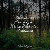 Colección de Música Spa | Música Relajante | Meditación