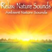 Ambient Nature Sounds