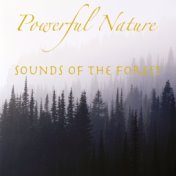 Powerful Nature Sounds of the Forest