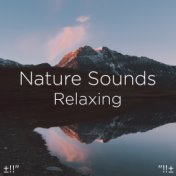 ±!!" Nature Sounds Relaxing "!!±