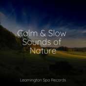 Calm & Slow Sounds of Nature
