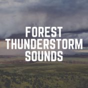 Forest Thunderstorm Sounds