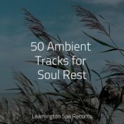 50 Ambient Tracks for Soul Rest