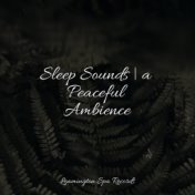 Sleep Sounds | a Peaceful Ambience