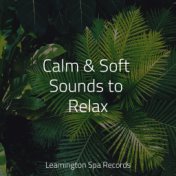 Calm & Soft Sounds to Relax