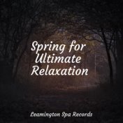 Spring for Ultimate Relaxation