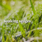 Soaking Sedges