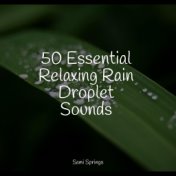 50 Essential Relaxing Rain Droplet Sounds