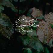 50 Ultimate Relaxation Rain Sounds