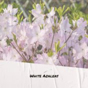 White Azaleas