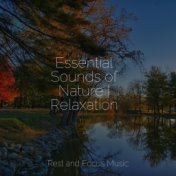 Essential Sounds of Nature | Relaxation