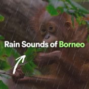 Rain Sounds of Borneo