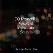 50 Powerful Ambient Relaxation Sounds