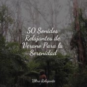 50 Sonidos Relajantes de Verano Para la Serenidad