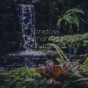 Sonidos Calmantes | Mindfulness & Meditación