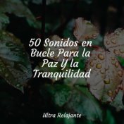 50 Sonidos en Bucle Para la Paz Y la Tranquilidad