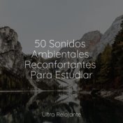 50 Sonidos Ambientales Reconfortantes Para Estudiar