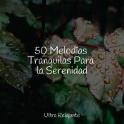 50 Melodías Tranquilas Para la Serenidad