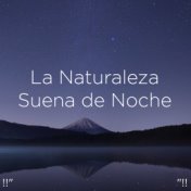 !!" La Naturaleza Suena de Noche "!!