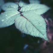 30 Outpouring Rain Droplet Tracks from Nature