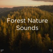 !!" Forest Nature Sounds "!!