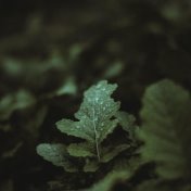 #1 Playlist | Sleep Aid | Tranquil Sounds of Rain and Nature