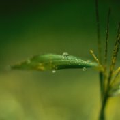 30 Sounds of Rain and Gentle Rain for Sleep