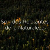 !!" Sonidos Relajantes de la Naturaleza "!!