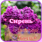 Сирень