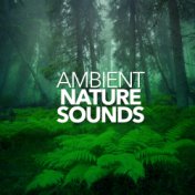 Ambient Nature Sounds