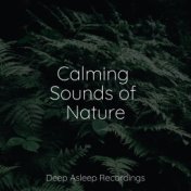 Calming Sounds of Nature
