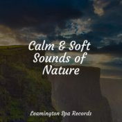 Calm & Soft Sounds of Nature