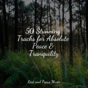 50 Stunning Tracks for Absolute Peace & Tranquility